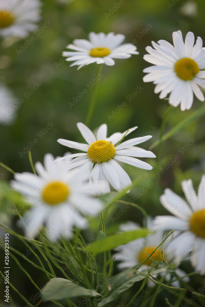 Obraz premium Daisies grow in the field