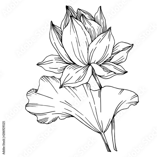 Vector Lotus floral botanical flowers. Black and white engraved ink art. Isolated lotus illustration element.