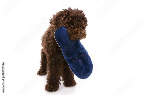 puppy dog bitting a blue slipper. Isolated on white background. photo