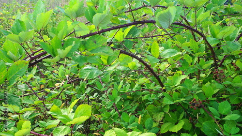 Rubus occidentalis shrub with ripe fruits and green leaves close up. Also known as Black raspberry.