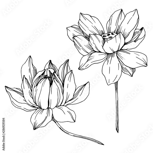 Vector Lotus floral botanical flowers. Black and white engraved ink art. Isolated lotus illustration element.