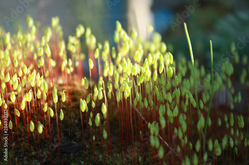 Pohlia moss (Pohlia nutans), selective focus photo
