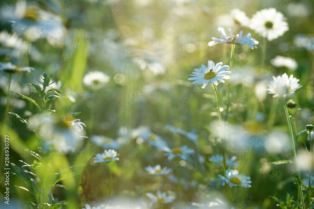 Daisies grow in the field Daisies grow in the field