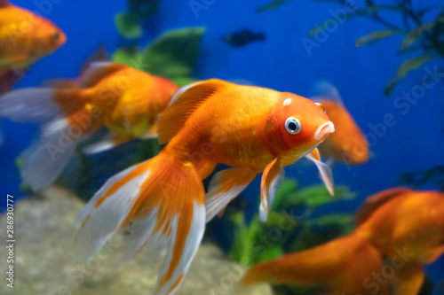 Lot of Goldfish in Aquarium Tank Against Blue Background photo