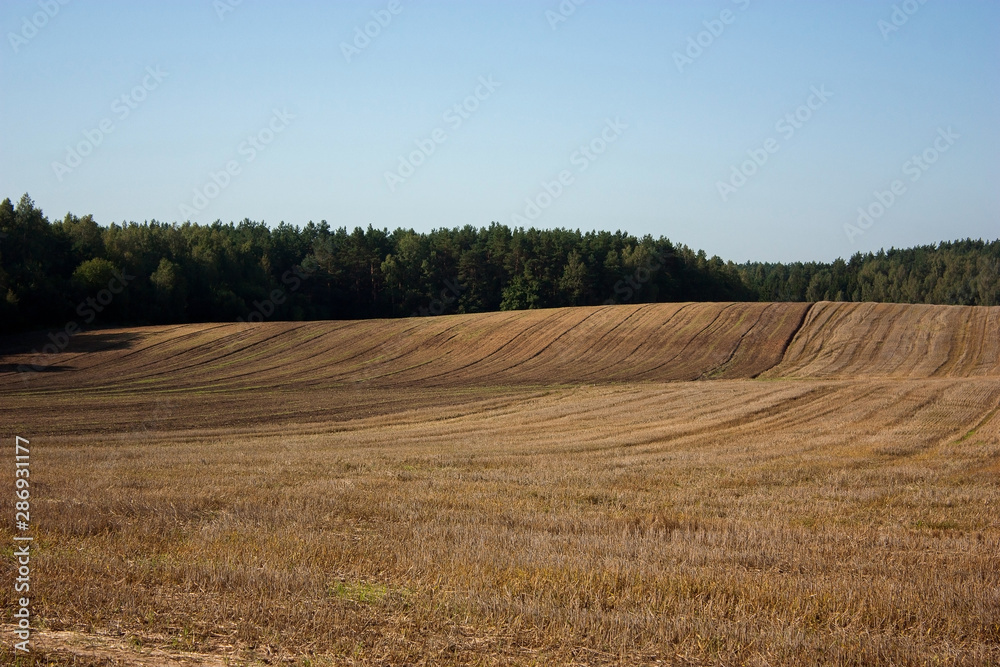 Evening summer landscape with a hilly field after harvest, a forest on the horizon and a blue sky. Evening summer landscape with a hilly field after harvest, a forest on the horizon and a blue sky.