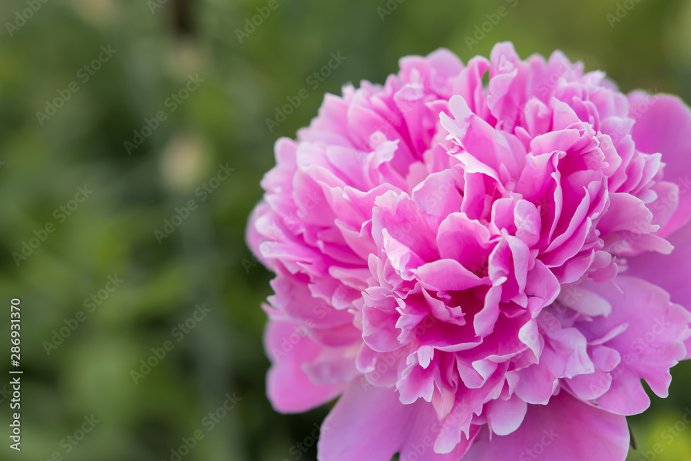 Bright peony of saturated pink color on a blurred background