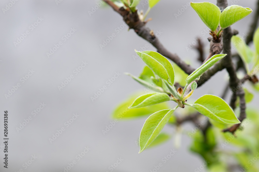 Twig of wild pear tree with young green leaves isolated on white Twig of wild pear tree with young green leaves isolated on white
