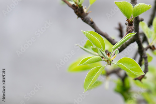 Twig of wild pear tree with young green leaves isolated on white