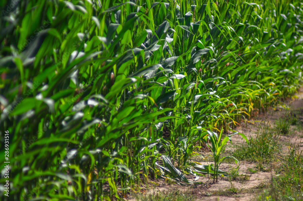 Edge of the corn field Edge of the corn field