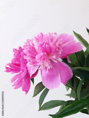 Fototapeta Naklejka Na Ścianę i Meble -  Beautiful pink peony flowers