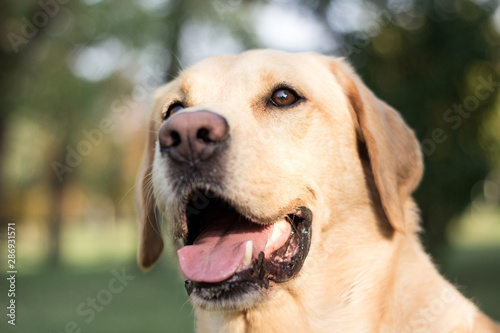 Smiling labrador dog in the city park 