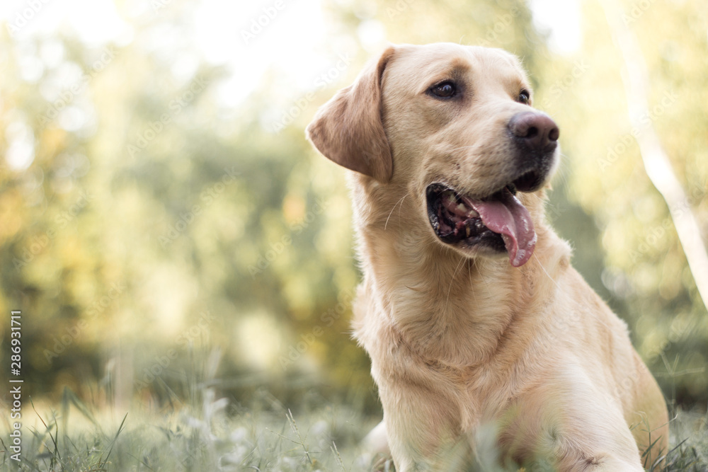 Smiling labrador dog in the city park 