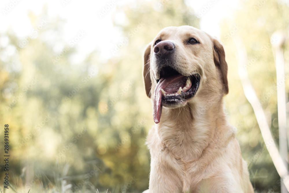 Smiling labrador dog in the city park 