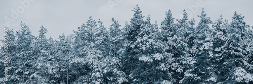 Pine trees covered with snow in cloudy weather.