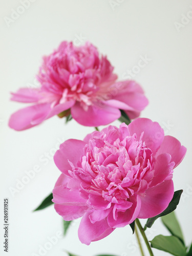 Beautiful pink peony flowers © Karol Zieliński
