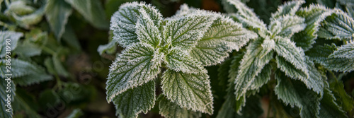 Green Plants and Foliage Covered by Rime of Sunny Morning on the Meadow. photo