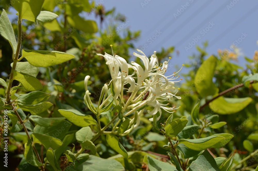 Obraz premium White flowers in the garden