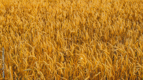 Agricultural landscape. Ripe spikelets of rye in the golden rays of the setting sun. Beautiful nature at sunset.