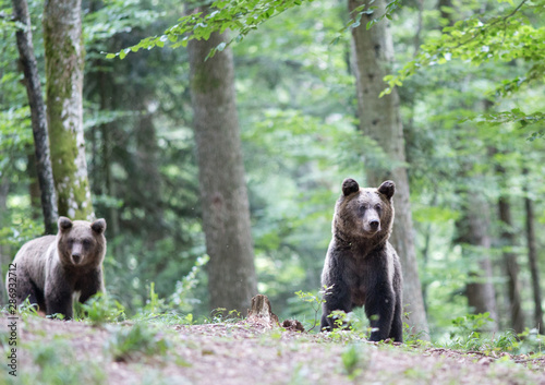 Brown bears in forest in summer time © Budimir Jevtic