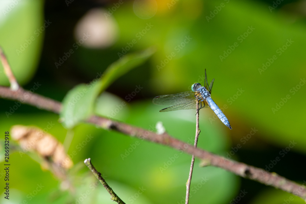 A blue dasher (Pachydiplax longipennis) dragonfly of the skimmer family, sits on top of a twig with a soft green background in British Columbia, Canada.
