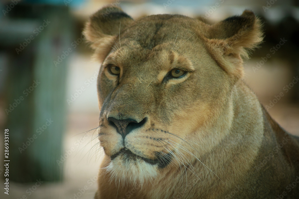 Obraz premium lionne