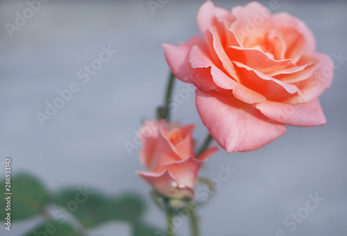 Fototapeta Naklejka Na Ścianę i Meble -  a rose in peach under the sky