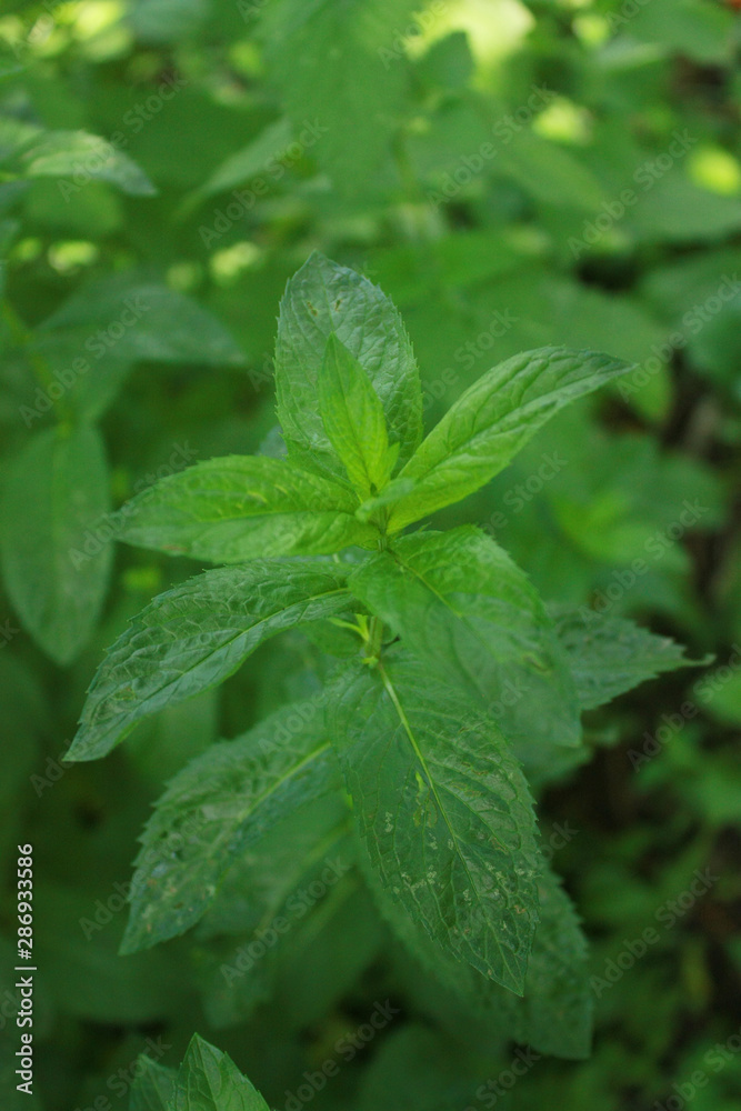 Green leaves of fresh mint in the garden Green leaves of fresh mint in the garden