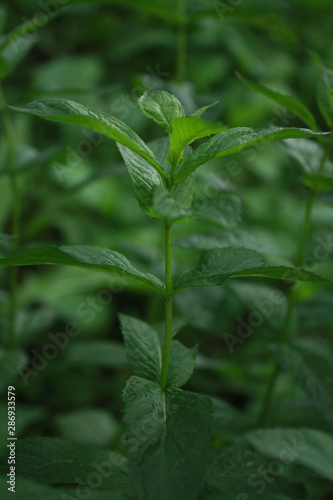 Wallpaper Mural Green leaves of fresh mint in the garden Torontodigital.ca