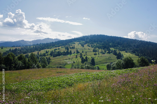 Fototapeta Naklejka Na Ścianę i Meble -   Carpathian landscapes. Meadows, hills, forests and mountains of the Carpathians.