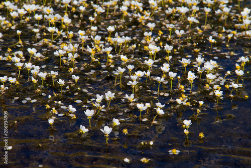 White flowers of Ranunculus trichophyllus, Threadleaf crowfoot, growing in a mountain lake photo