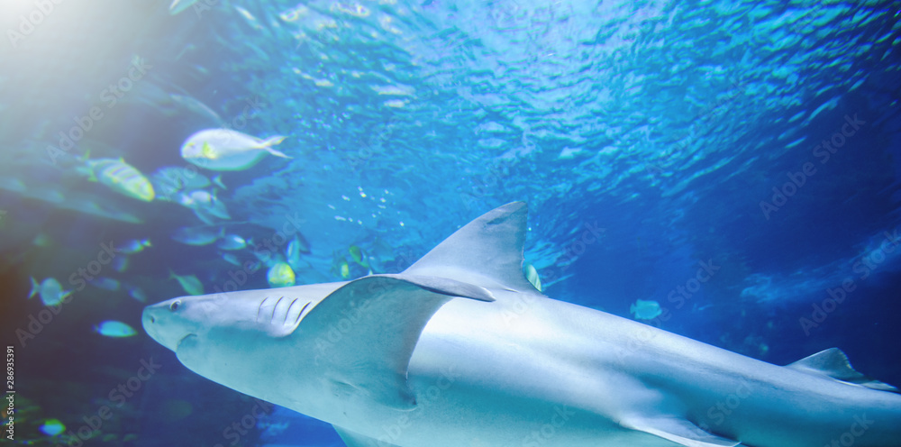 Fototapeta premium The great white shark in the big blue