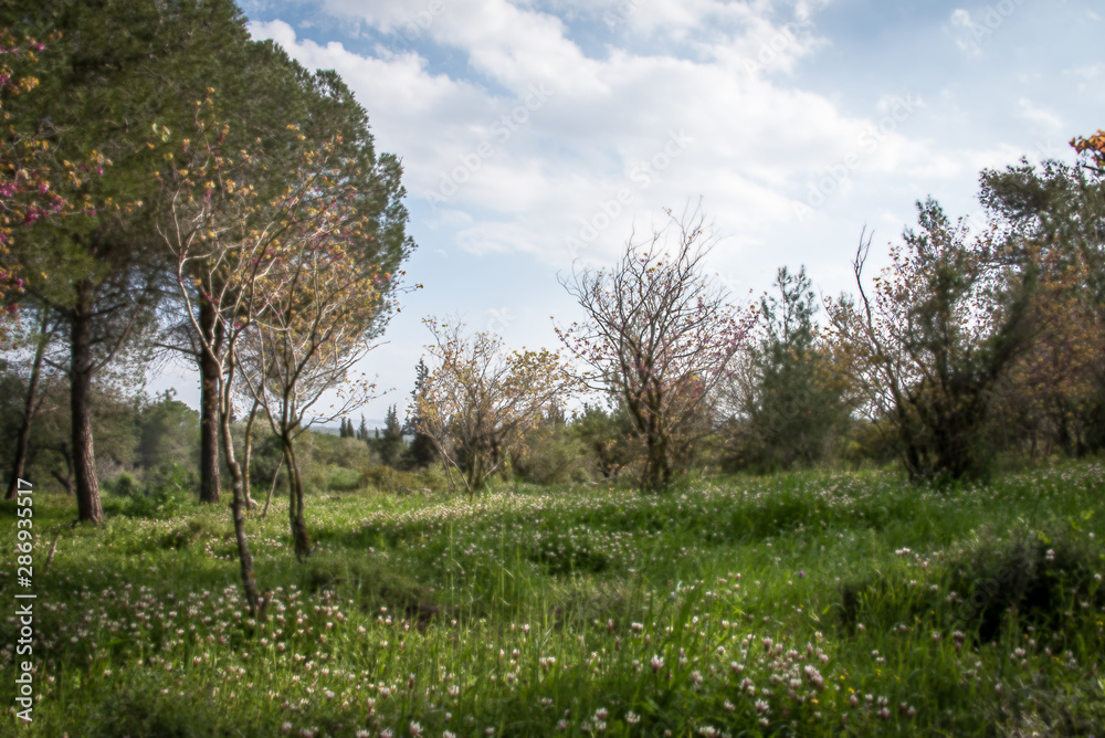Green hills and blooming wild flowers in spring. Pure Nature, Jerusalem Hills. Israel Green hills and blooming wild flowers in spring. Pure Nature, Jerusalem Hills. Israel