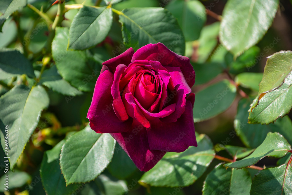 Rose flower closeup. Shallow depth of field. Spring flower of purple rose Rose flower closeup. Shallow depth of field. Spring flower of purple rose