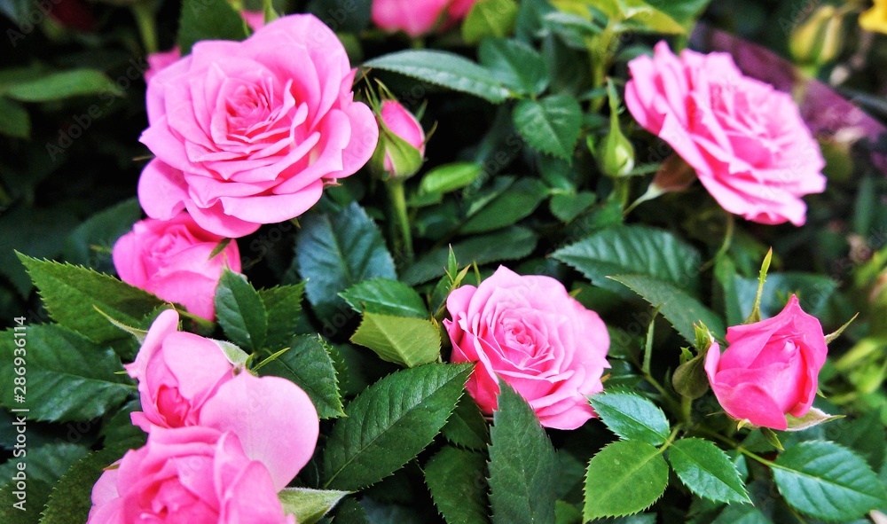 Rose bushes with large pink delicate flowers, selective focus Rose bushes with large pink delicate flowers, selective focus