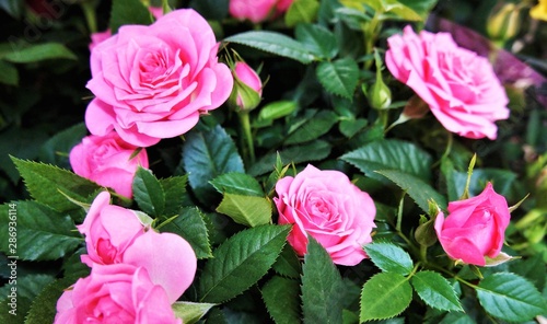 Rose bushes with large pink delicate flowers, selective focus