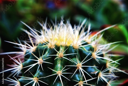 spiny cactus, green, selective focus