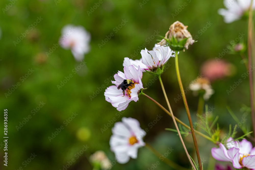 Bees collect pollen from colorful cosmos flowers in a California field Bees collect pollen from colorful cosmos flowers in a California field