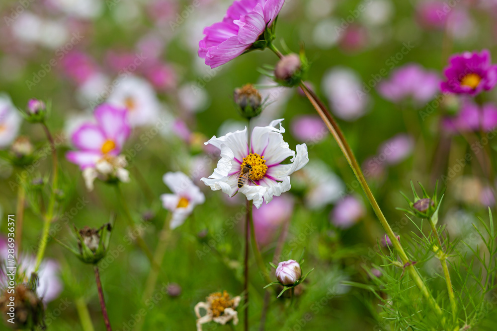 Bees collect pollen from colorful cosmos flowers in a California field Bees collect pollen from colorful cosmos flowers in a California field
