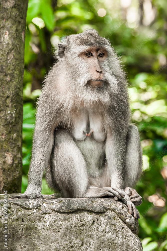 Photo of long tailed macaque monkey at secret monkey forest