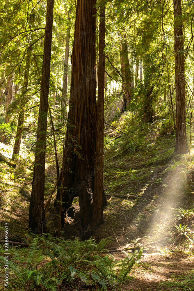 Obraz premium Coastal fog drifts through a dense redwood grove in Northern California