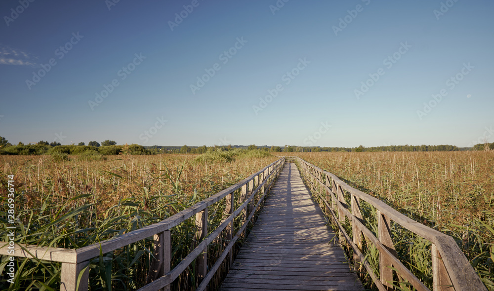 Wooden boardwalk and blue sky in Bad Buchau. Federseesteg and Lake Federsee has quickly become well known through archaeological digs in the moor and is a Unesco World Heritage.