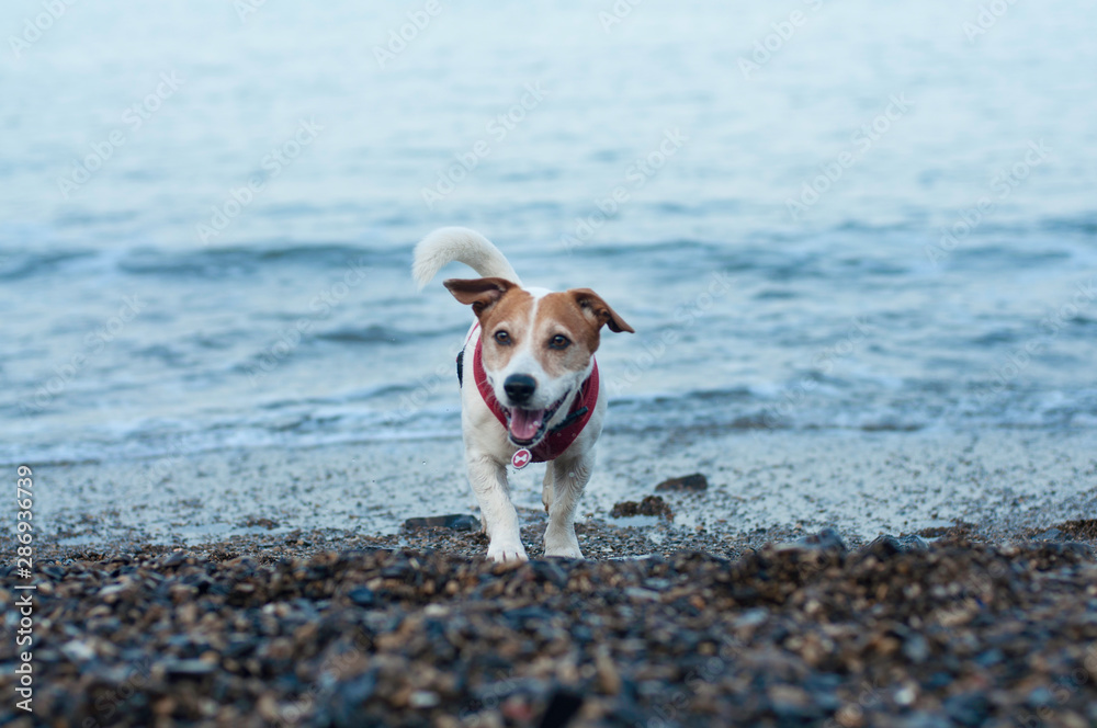 Cute jack russell terrier dog running on a beach, summer. 