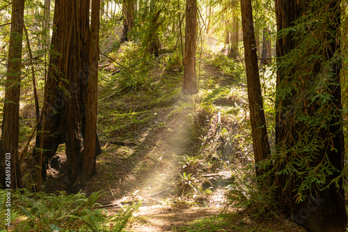 Coastal fog drifts through a dense redwood grove in Northern California