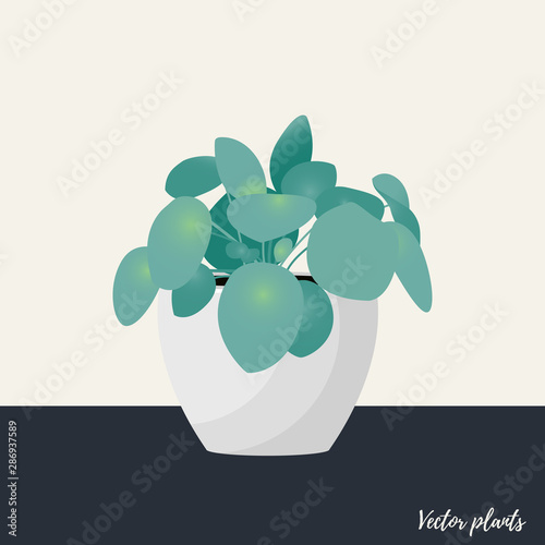 Chinese money plant isolated. Vector Illustration