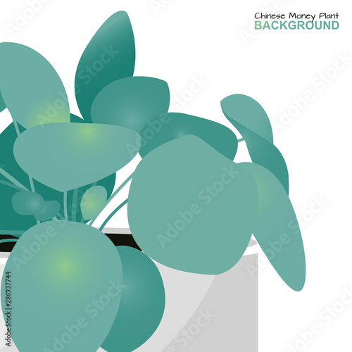 Chinese money plant isolated. Vector Illustration
