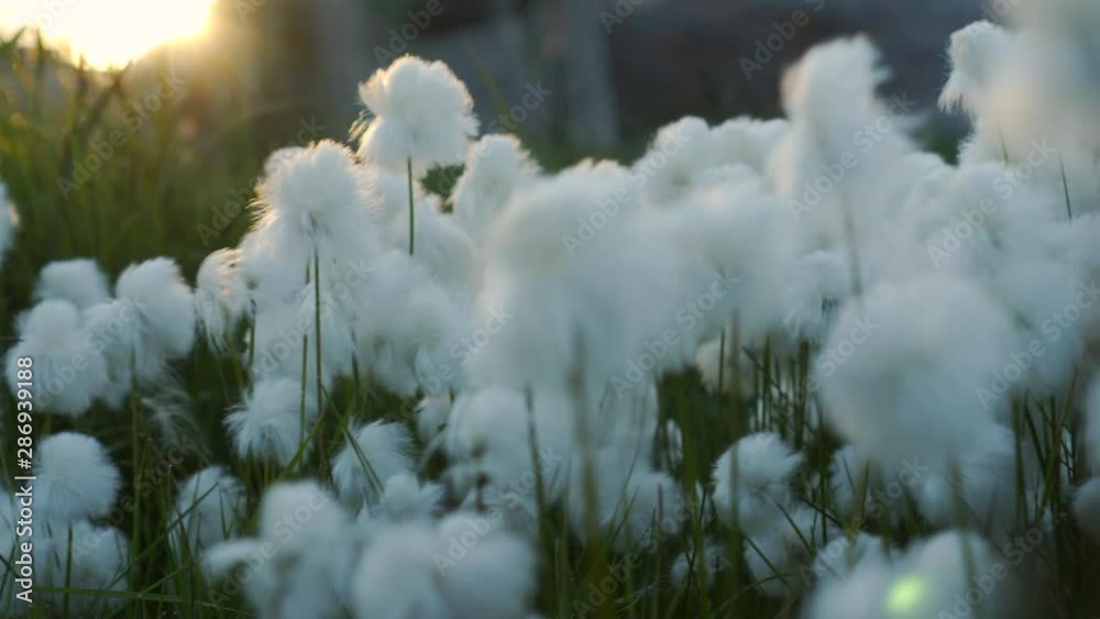 Close-Up: Arctic cotton flowers growing on field - Disko Bay, Greenland Close-Up: Arctic cotton flowers growing on field - Disko Bay, Greenland
