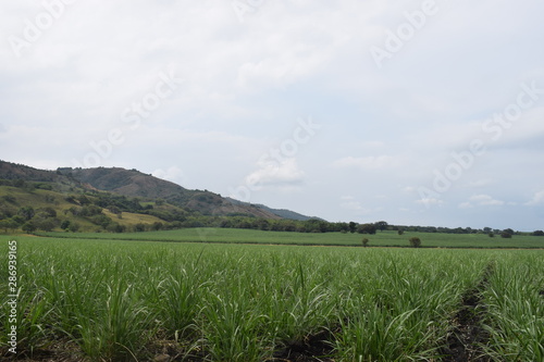 Field cultivated with sugarcane