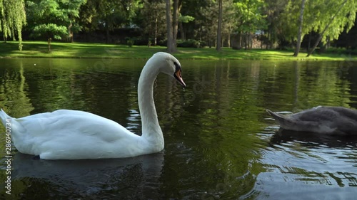 Two beautiful swans on the summer lake