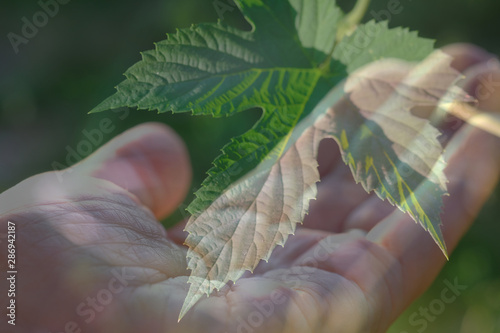 Green leaf on the palm, multicomposition. The concept of environmental safety. World Environment Day photo