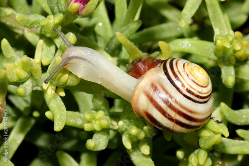 chiocciola striata (Cepaea hortensis) photo
